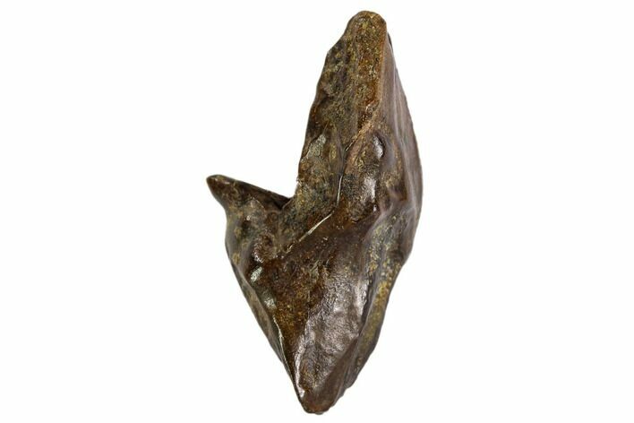 Triceratops Tooth With Partial Root - Montana #109074